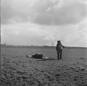 1462 Paarden in de wei. Onbekend., 1960-01-01