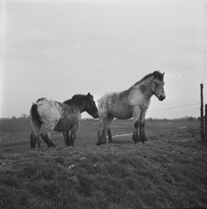 1539 Paarden in de wei. Onbekend., 1960-01-01