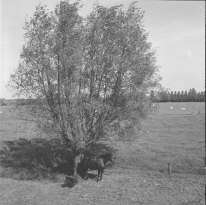1681 Paarden in een wei bij een knotwilg., 1960-01-01