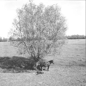 1682 Paarden in een wei bij een knotwilg., 1960-01-01
