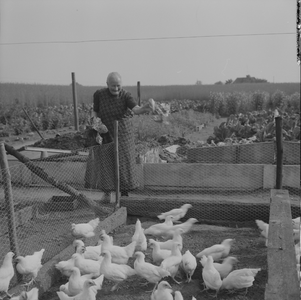 1793 Onbekend. Boerin voert haar kippen., 1960-01-01