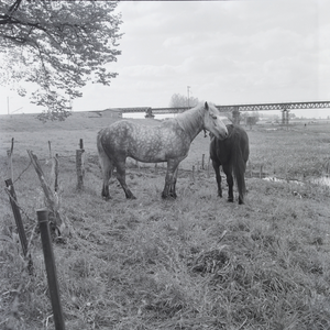 207 Paarden in de uiterwaarden op de Worp nabij de spoorbrug., 1961-01-01