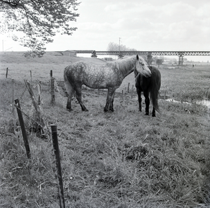 208 Paarden in de uiterwaarden op de Worp nabij de spoorbrug., 1961-01-01