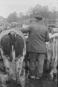2259 Veemarkt op de Beestenmarkt. Tot aan de tweede wereldoorlog werd hier elke dinsdag een veemarkt gehouden.Van ...