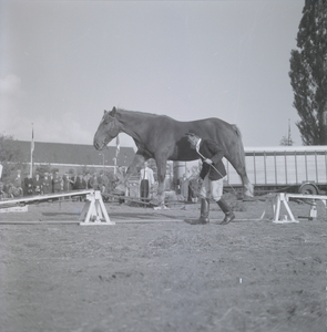 344 Koorddansend paard op het kazerneterrein van de Boreel aan de Pikeursbaan., 1961-01-01