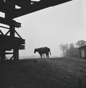 365 Paarden op de dijk onder de Spoorbrug bij de Lage steenweg., 1961-01-01