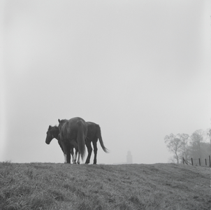 367 Paarden op de dijk bij de Lage steenweg en de Worp. Gezicht op de Deventer Toren., 1961-01-01