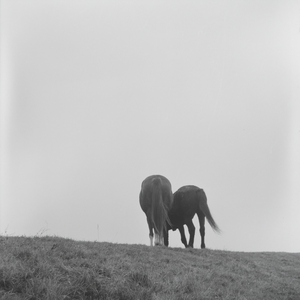 368 Paarden op de dijk bij de Lage steenweg en de Worp., 1961-01-01