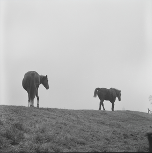 369 Paarden op de dijk bij de Lage steenweg en de Worp., 1961-01-01