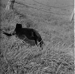 927 Zwarte kat in weiland, onbekend., 1961-01-01