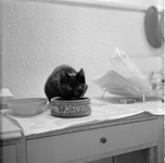 928 Zwarte kat eet uit etensbakje Hond op aanrecht., 1961-01-01