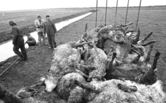 RJ000001089 Edam, Foto 4/5: Boeren staan bij de openwagen vol dode schapen die zij zojuist uit de sloten hebben ...