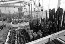 RJ000000859 De afdeling cactussen in de kassen van het Aalsmeers Bloemencentrum ofwel Bij de Os die zich nu allen op ...