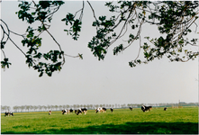 CPH_map2_086 De Purmer, weiland met koeien.(achtergrondinformatie: Piet Hetjes)