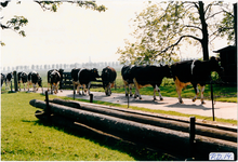 CPH_map1_137 Koeien gaan naar de melkstal bij de stolpboerderij ''Overtoom'' van de familie Cor Hamstra aan de ...
