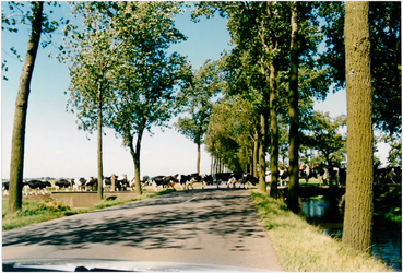 CPH_map3_112 Hier haalt R.T. van Beers zijn koeien naar huis, het is melkerstijd.Rechts: de stolpboerderij ,, ...