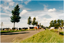 CPH_map3_137 De koeien die over de weg naar huis gehaald worden zijn van G.Schellinger.Rechts de boerderij van de ...