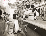 NNC-BM-0028 J. Hartog jr. melkt een koe