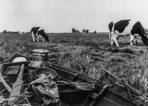 OVI-00001252 Waterlandse jol met melkbus, emmer enz aan de wal. Koeien op achtergrond.