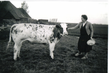 HGOM00000149 De prijskoe 1959 met Neeltje Vroom-Wijker met op de achtergrond boerderij J.C. Hooiberg/cq. C. Berkhout. Monica