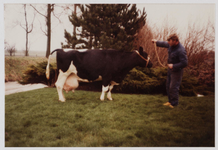WAT001000552 Koeienkeuring. Koe Geri 33, geboren op 23 januari 1972. In 1984 had Geri 100.000 kg melk gegeven. Boer van ...