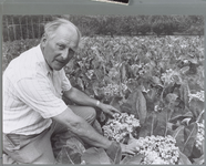 WAT001016432 Jan Bark kweekt bloemkoolzaad door bloemkool door te laten schieten.