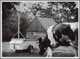 WAT001016450 Foto: Een koe van boer Vink uit Purmerland bij de drinkbak met zonnepaneel. Koeien 'op' zonne-energie, zo ...