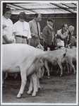 WAT001016456 Foto: Met mooi opgepoetste uiers en de staart in de hoogte laten de geiten de keuring gelaten over zich ...