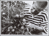 WAT001016463 Foto: Fruitteler Piet Knip bij zijn appel en perenoogst.De nieuwe appel en perenoogst belooft alle ...