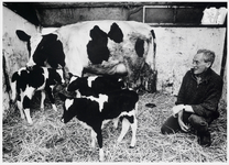 WAT003002769 Foto: boer Klaas Reijnders bij zijn koe Aagje 128.Aagje was net bevallen van een drieling, twee vaars ...