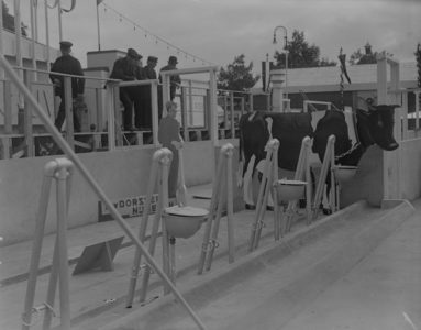 46 Enschede: Opname van een koeienstal op een modelboerderij op de tentoonstelling 't Volle Profijt Enschede., 1936-08-26