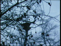 10611BB00117 Diverse beelden uit het jaar 1971, met o.a. vogels in de sneeuw, etend uit een voederbak, een bezoek aan ...
