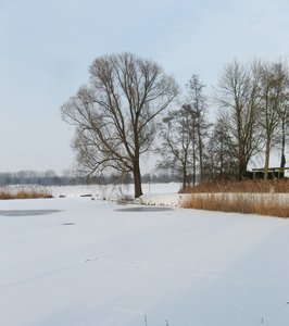 4141 DBUITERWIJK-001537 Winter en Sneeuw in Zwolle - Aa-landen-dijklanden, 2013-01-22