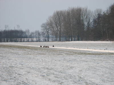 4147 DBUITERWIJK-001543 Winter en Sneeuw in Zwolle - Aa-landen-dijklanden-Urksteeggeregeld zijn er herten te zien, 2013-01-22