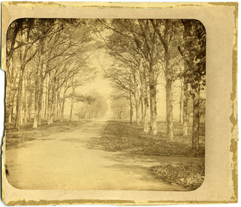 12930 FD032561 Laan met bomen op het landgoed van Tweenijenhuizen in Vollenhove., 1882-00-00
