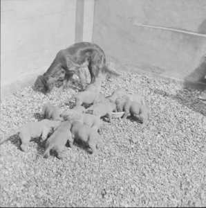 5351 Hr. Vellema. Nest van 12 jonge hondjes., 1960-01-01
