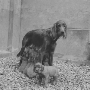 5352 Hr. Vellema. Nest van 12 jonge hondjes., 1960-01-01