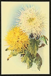 222 Ansichtkaart bloemenreeks, met ontwerpen van Piet Smeele: Chrysanten ; logo REB.NB: 2 identieke exemplaren, 1946-01-01