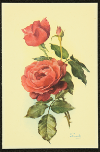 223 Ansichtkaart bloemenreeks, met ontwerpen van Piet Smeele: Rozen ; logo REB.NB: 2 identieke exemplaren, 1946-01-01