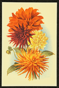 225 Ansichtkaart bloemenreeks, met ontwerpen van Piet Smeele: Dahlia's ; logo REB.NB: 2 identieke exemplaren, 1946-01-01