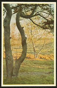 268 Ansichtkaartenreeks met kleurenfoto's van de Veluwe. Opname Piet Smeele, 1940-01-01