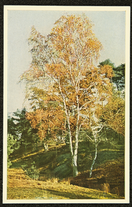 269 Ansichtkaartenreeks met kleurenfoto's van de Veluwe. Opname Piet Smeele, 1940-01-01