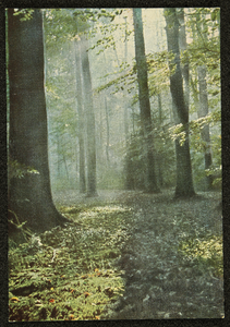277 Ansichtkaart met kleurenfoto van een bosgezicht. Opname Piet Smeele., 1940-01-01