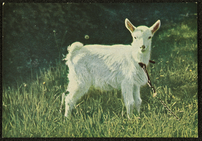 278 Ansichtkaart met kleurenfoto van een geit in de wei. Opname Piet Smeele., 1940-01-01