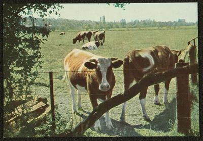 279 Ansichtkaart met kleurenfoto van koeien in de wei. Opname Piet Smeele., 1940-01-01