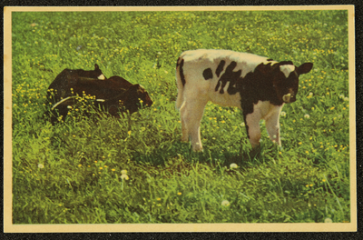 283 Ansichtkaart met kleurenfoto van kalfjes in de wei. Opname Piet Smeele., 1940-01-01