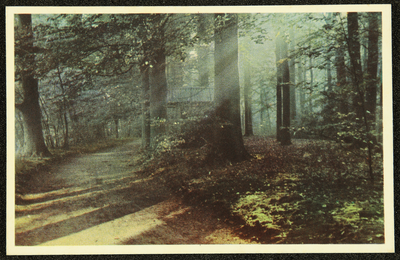 284 Ansichtkaart met kleurenfoto van een bosgezicht. Opname Piet Smeele., 1940-01-01