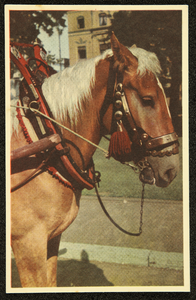 286 Ansichtkaart met kleurenfoto van een paard met halster. Opname Piet Smeele., 1940-01-01