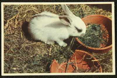 287 Ansichtkaart met kleurenfoto van een konijn bij een voerbakje. Opname Piet Smeele., 1940-01-01