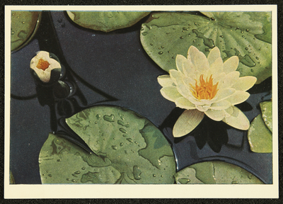 289 Ansichtkaart met kleurenfoto van waterlelies. Opname Piet Smeele., 1940-01-01